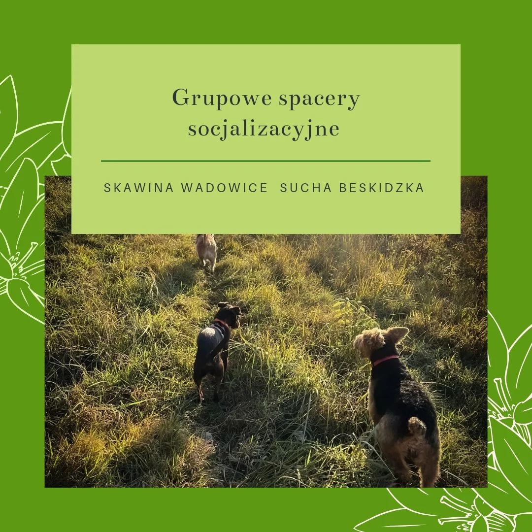 Grafika promocyjna wydarzenia Early birds! Spacer socjalizacyjny Skawina