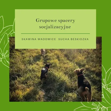 Grafika promocyjna wydarzenia Early birds! Spacer socjalizacyjny Skawina