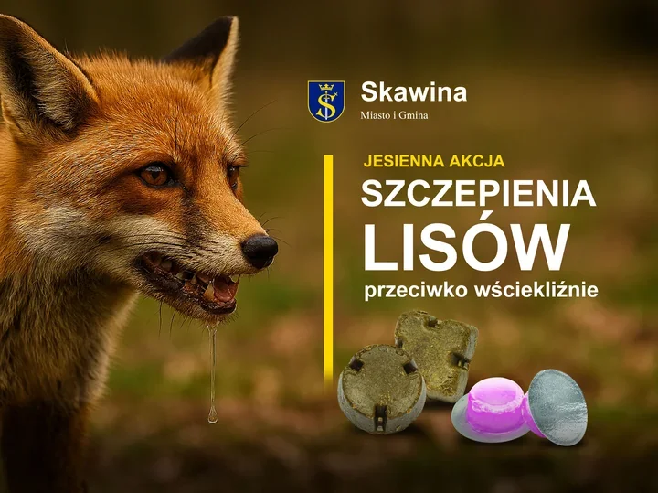 Szczepionki dla lisów w Małopolsce. Psy trzeba prowadzić na smyczy