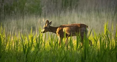 Dziki i sarny coraz bliżej domów w Skawinie. Tak reagować bez paniki