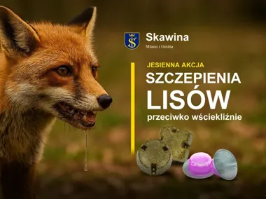 Szczepionki dla lisów w Małopolsce. Psy trzeba prowadzić na smyczy