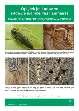 Opiętek jesionowiec wykryty na Węgrzech i Słowacji. Ograniczenia w Małopolsce